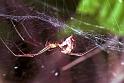 Linyphia_triangularis_F1997_Z_82_Les Gris_Frankrijk